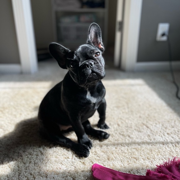 Meet your Posher, Tessa - Picture 7 of 11